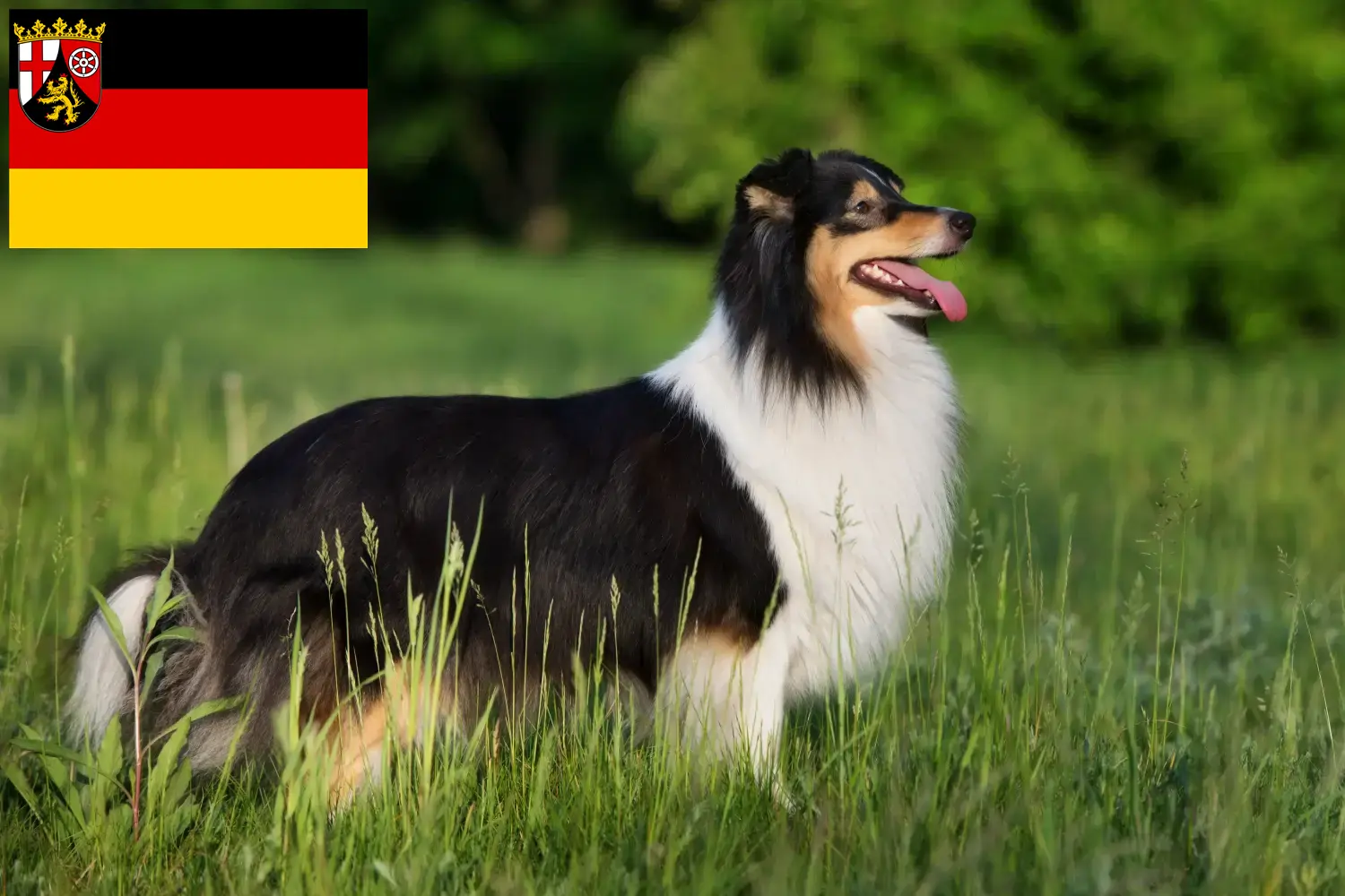 Read more about the article Sheltie breeders and puppies in Rhineland-Palatinate