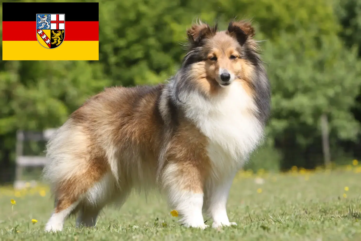 Read more about the article Sheltie breeders and puppies in Saarland