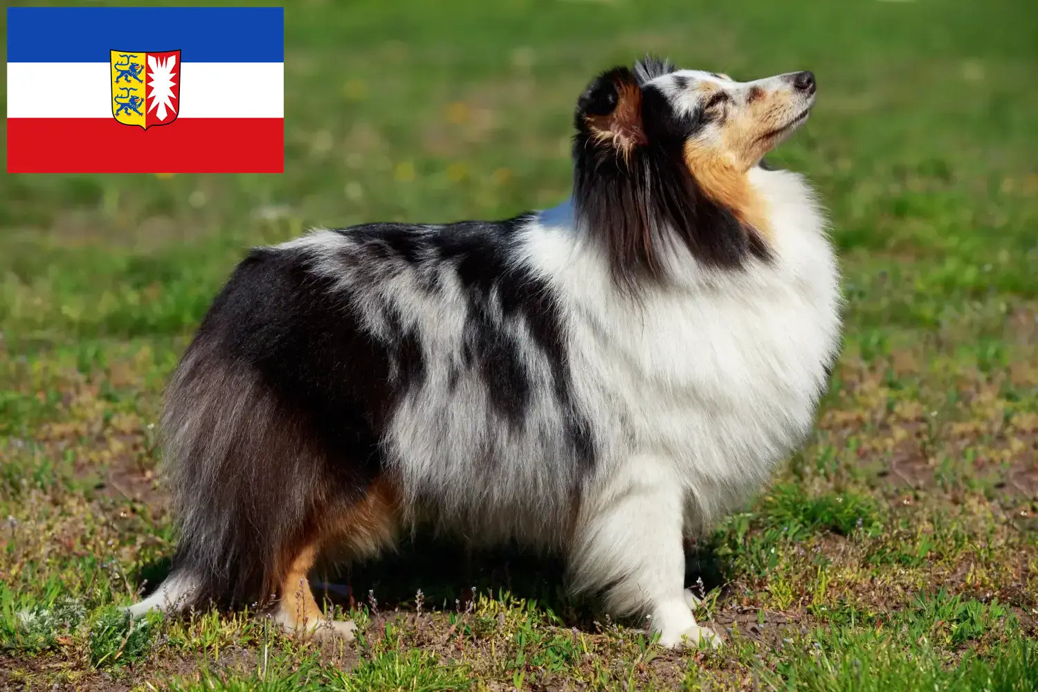 Read more about the article Sheltie breeders and puppies in Schleswig-Holstein