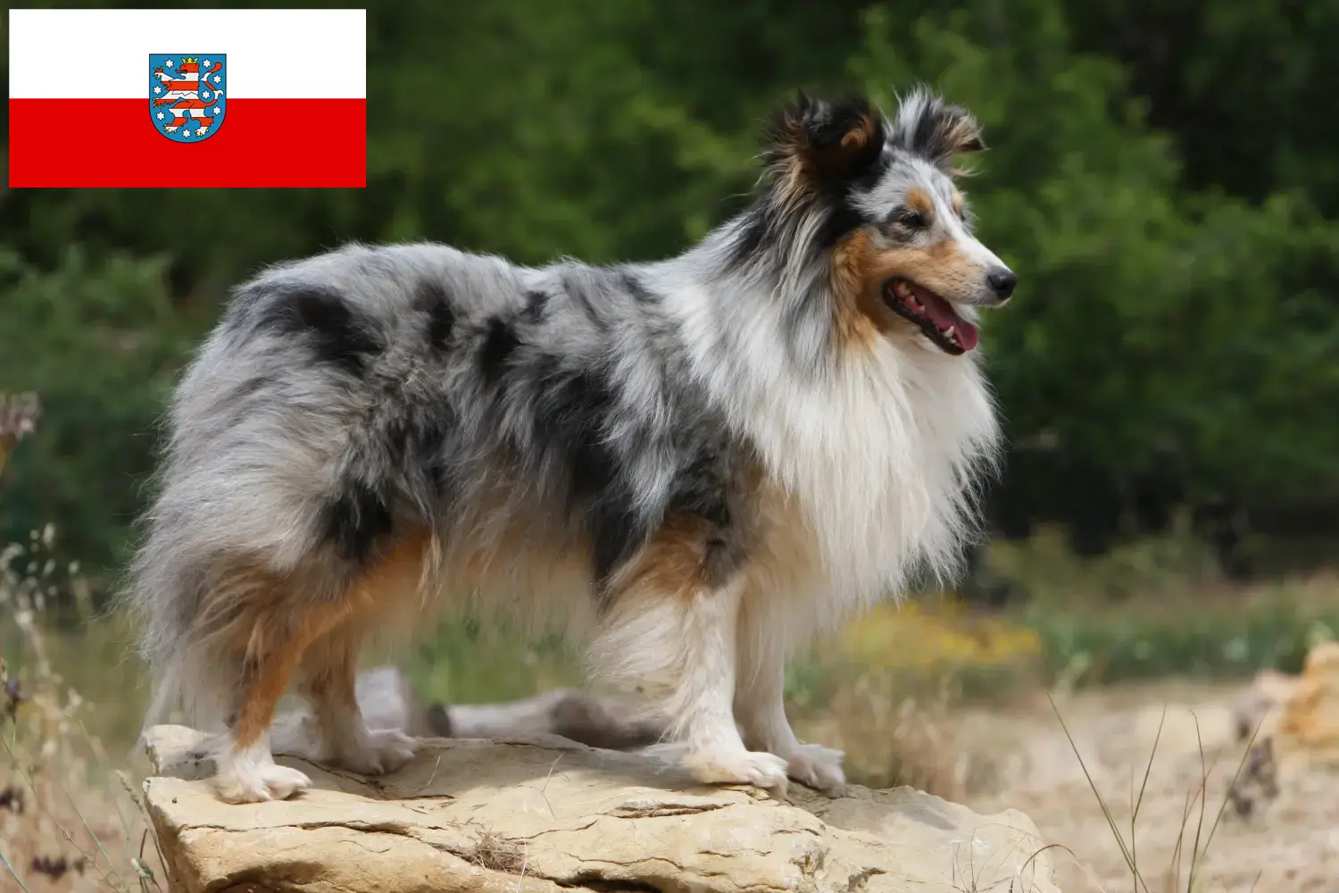 Read more about the article Sheltie breeders and puppies in Thuringia
