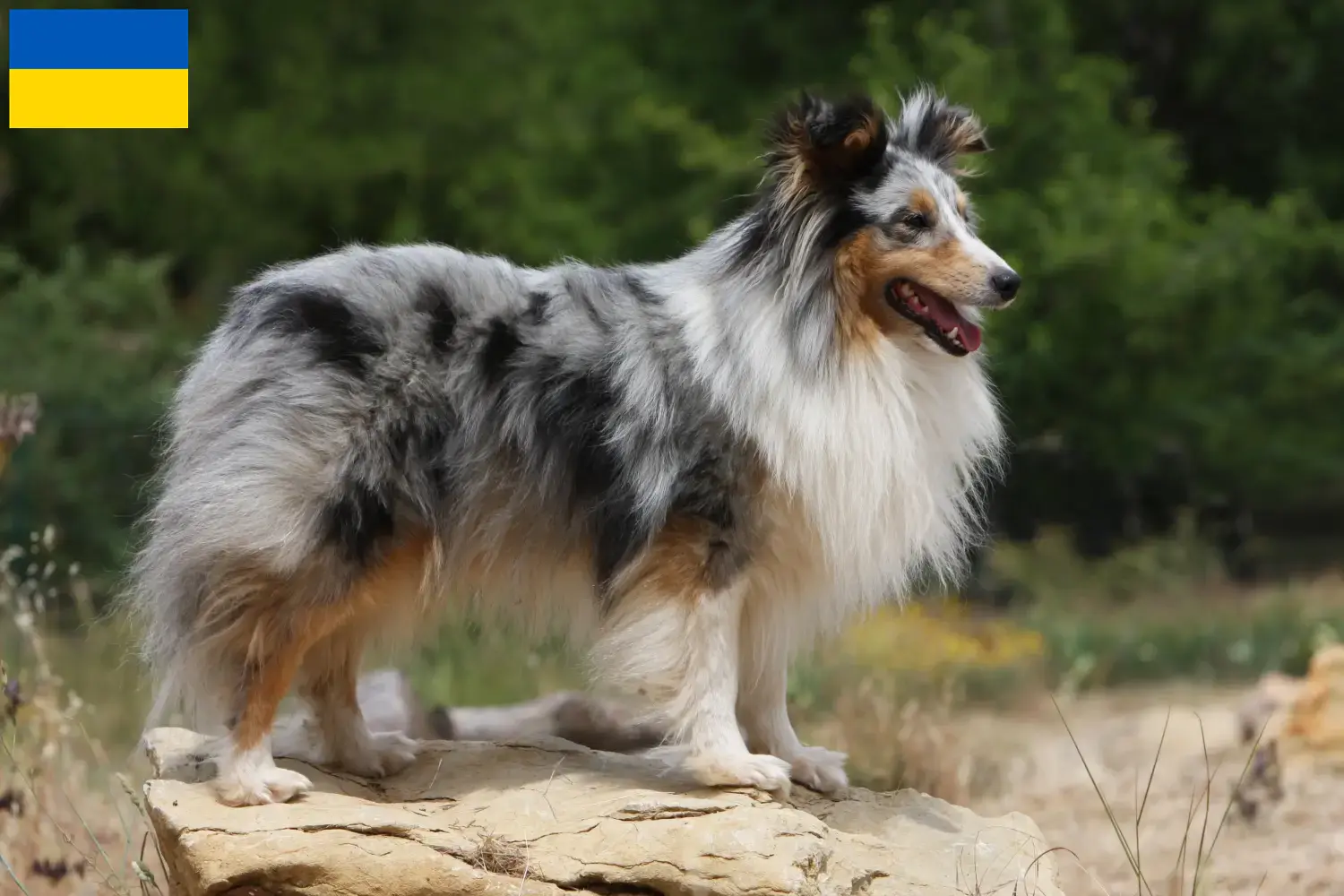 Read more about the article Sheltie breeders and puppies in Ukraine