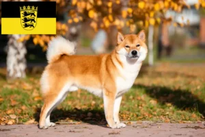 Read more about the article Shiba breeders and puppies in Baden-Württemberg