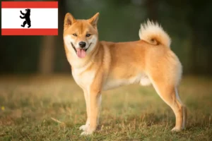 Read more about the article Shiba breeders and puppies in Berlin