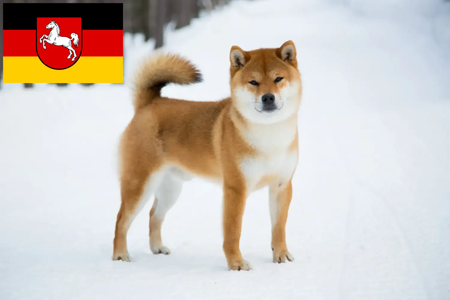 Read more about the article Shiba breeders and puppies in Lower Saxony