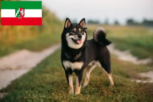 Read more about the article Shiba breeders and puppies in North Rhine-Westphalia