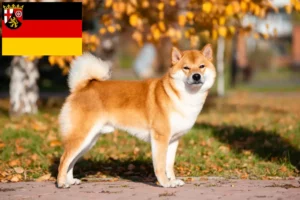 Read more about the article Shiba breeders and puppies in Rhineland-Palatinate