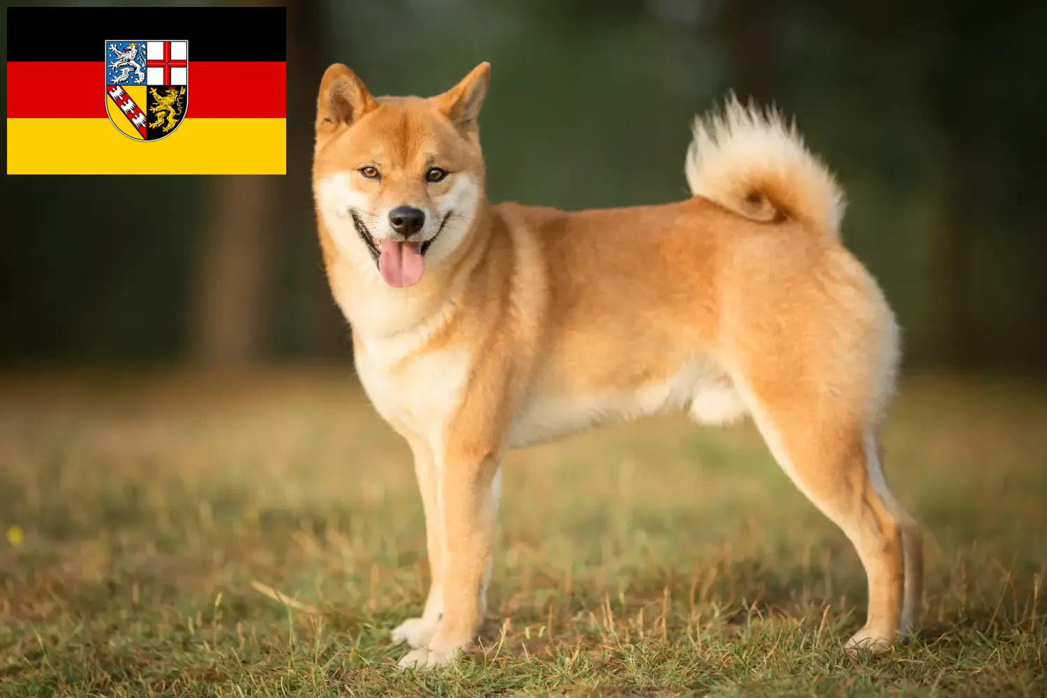 Read more about the article Shiba breeders and puppies in Saarland