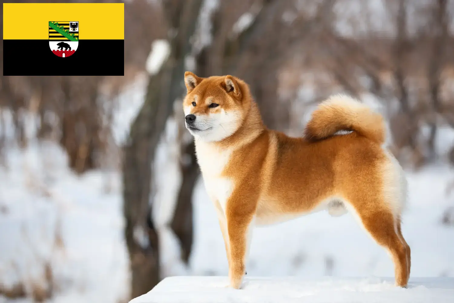 Read more about the article Shiba breeders and puppies in Saxony-Anhalt