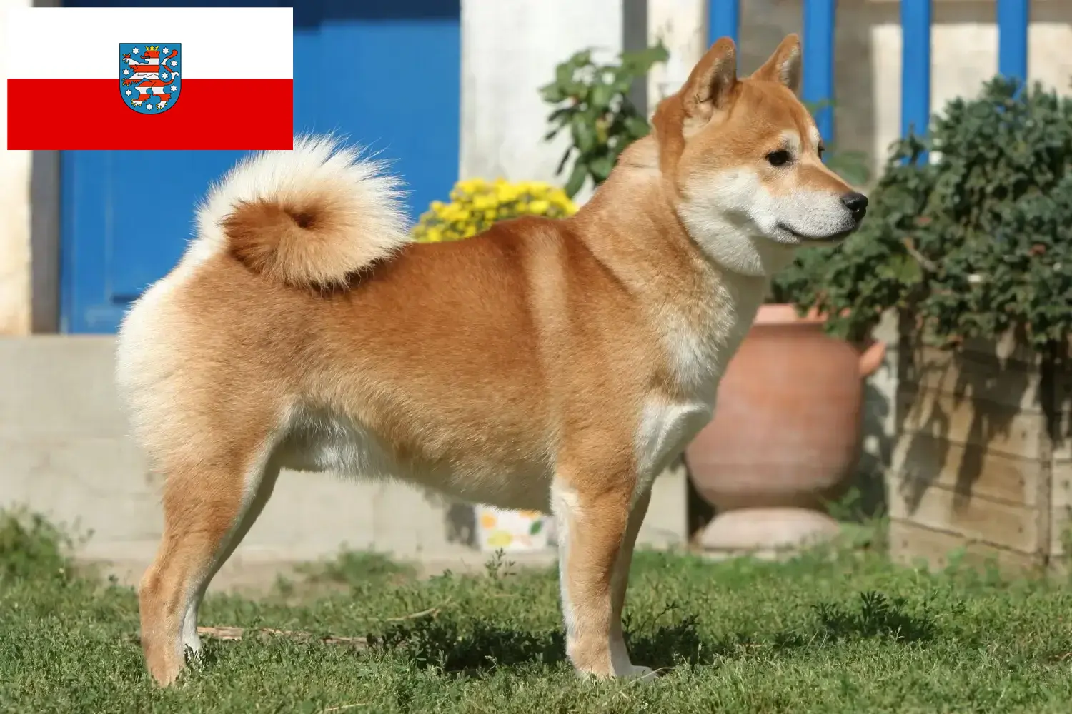 Read more about the article Shiba breeders and puppies in Thuringia