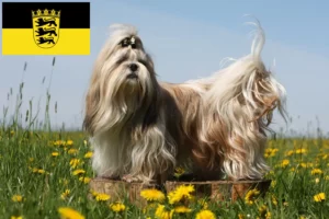 Read more about the article Shih Tzu breeders and puppies in Baden-Württemberg