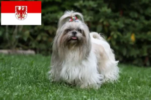 Read more about the article Shih Tzu breeders and puppies in Brandenburg