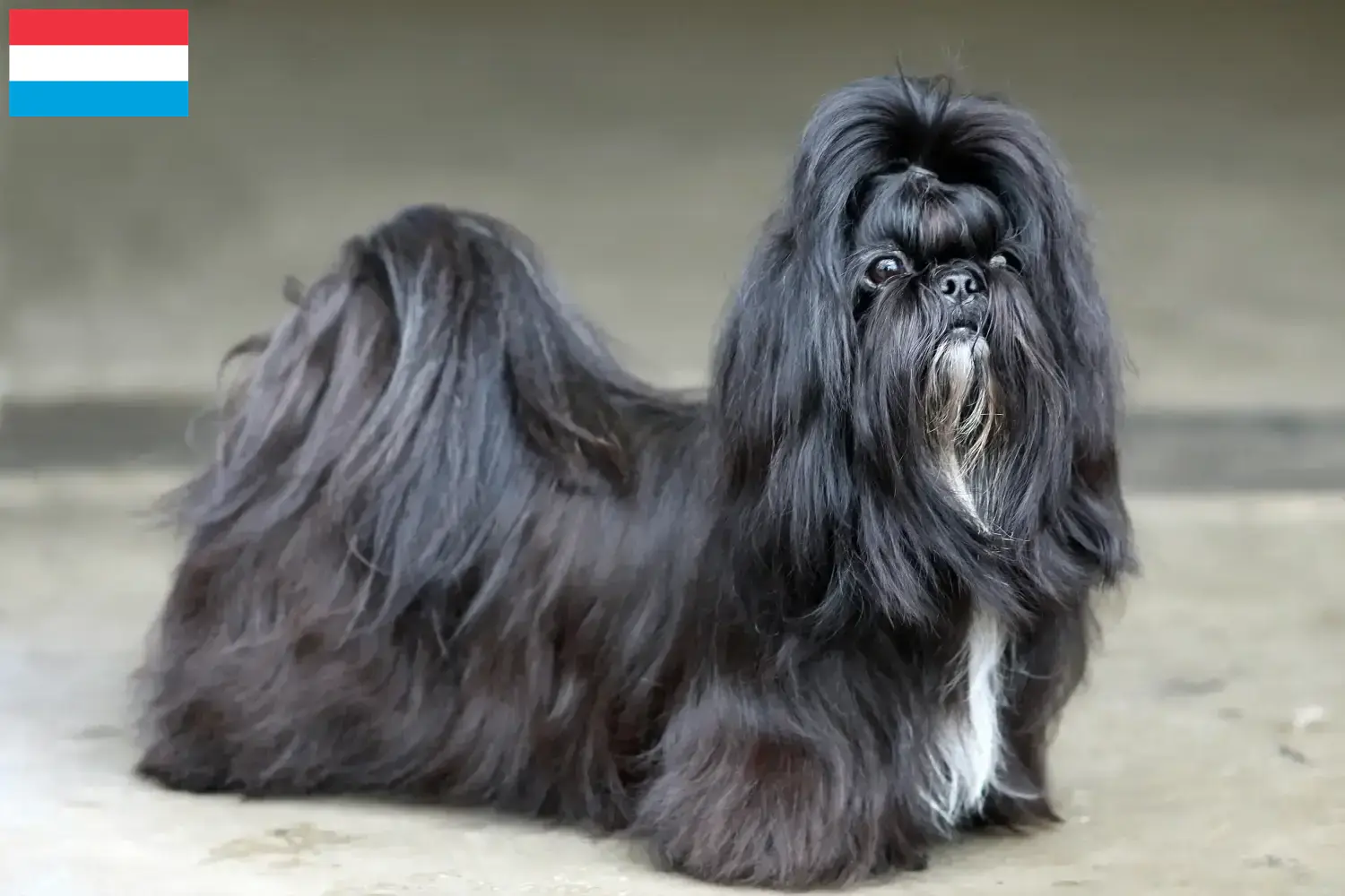 Read more about the article Shih Tzu breeders and puppies in Luxembourg