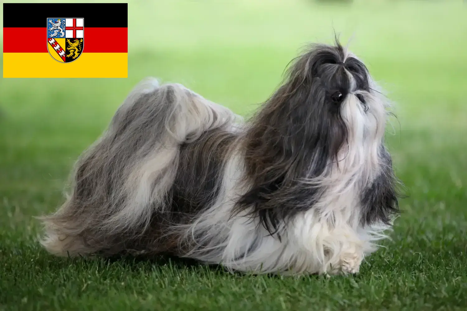 Read more about the article Shih Tzu breeders and puppies in Saarland