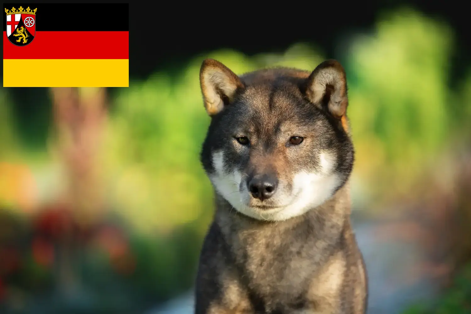 Read more about the article Shikoku breeders and puppies in Rhineland-Palatinate