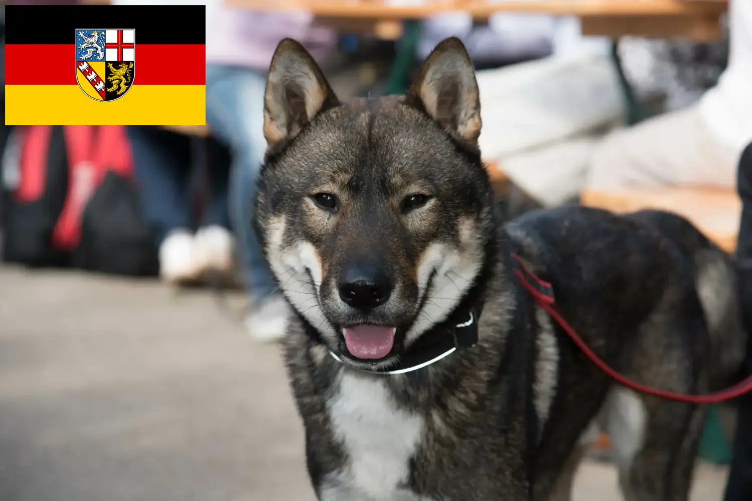 Read more about the article Shikoku breeders and puppies in Saarland