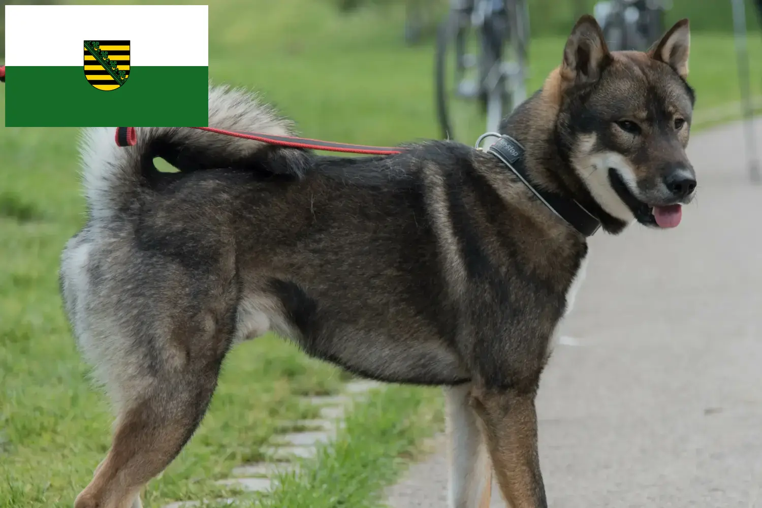 Read more about the article Shikoku breeders and puppies in Saxony