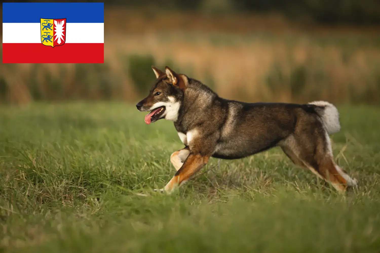 Read more about the article Shikoku breeders and puppies in Schleswig-Holstein