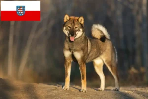 Read more about the article Shikoku breeders and puppies in Thuringia