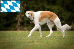 Read more about the article Silken Windsprite breeders and puppies in Bavaria