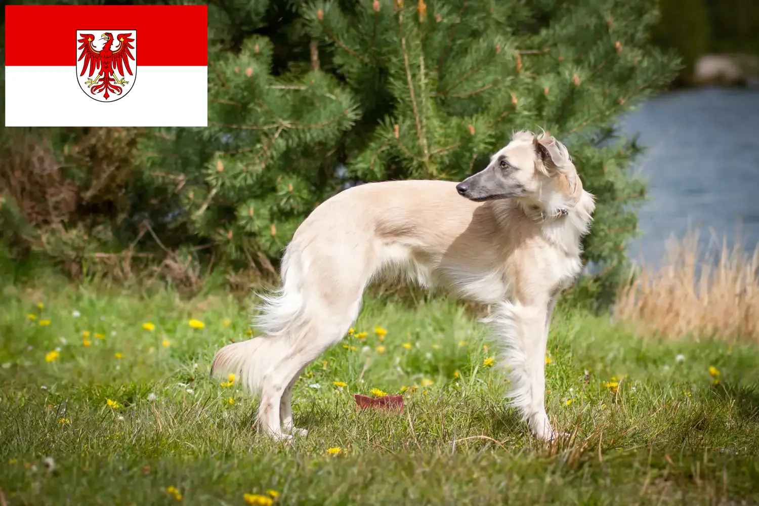 Read more about the article Silken Windsprite breeders and puppies in Brandenburg