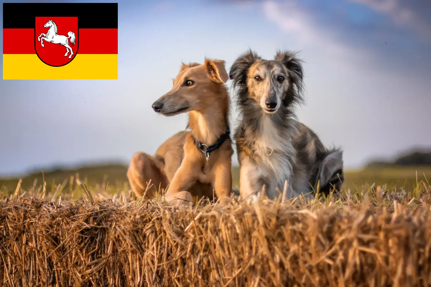 Read more about the article Silken Windsprite breeders and puppies in Lower Saxony