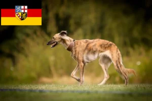 Read more about the article Silken Windsprite breeders and puppies in Saarland