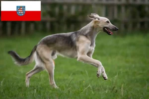 Read more about the article Silken Windsprite breeders and puppies in Thuringia