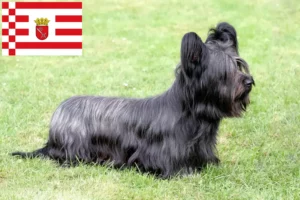 Read more about the article Skye Terrier breeders and puppies in Bremen