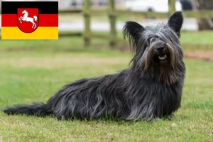 Read more about the article Skye Terrier breeders and puppies in Lower Saxony