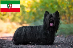 Read more about the article Skye Terrier breeders and puppies in North Rhine-Westphalia