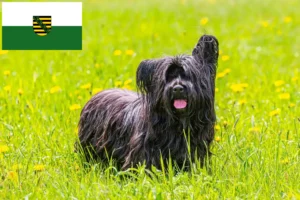 Read more about the article Skye Terrier breeders and puppies in Saxony