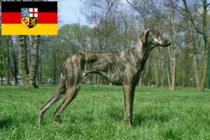 Read more about the article Sloughi breeders and puppies in Saarland