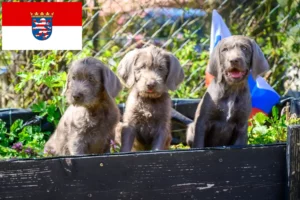 Read more about the article Slovakian Rough Beard breeders and puppies in Hesse