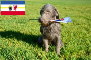 Read more about the article Slovakian Rough Beard breeders and puppies in Mecklenburg-Vorpommern