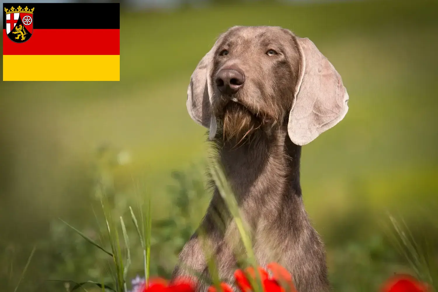 Read more about the article Slovakian Rough Beard breeders and puppies in Rhineland-Palatinate