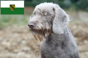 Read more about the article Slovakian Rough Beard breeders and puppies in Saxony