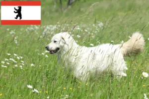 Read more about the article Slovensky Cuvac breeders and puppies in Berlin