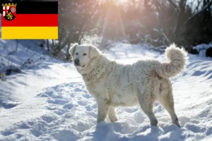 Read more about the article Slovensky Cuvac breeders and puppies in Rhineland-Palatinate