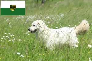 Read more about the article Slovensky Cuvac breeders and puppies in Saxony