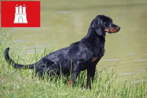 Read more about the article Slovenský kopov breeders and puppies in Hamburg