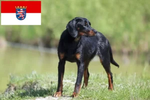 Read more about the article Slovenský kopov breeders and puppies in Hessen