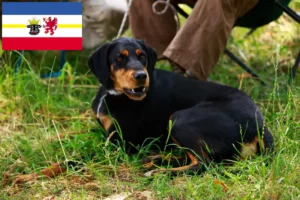 Read more about the article Slovenský kopov breeders and puppies in Mecklenburg-Vorpommern