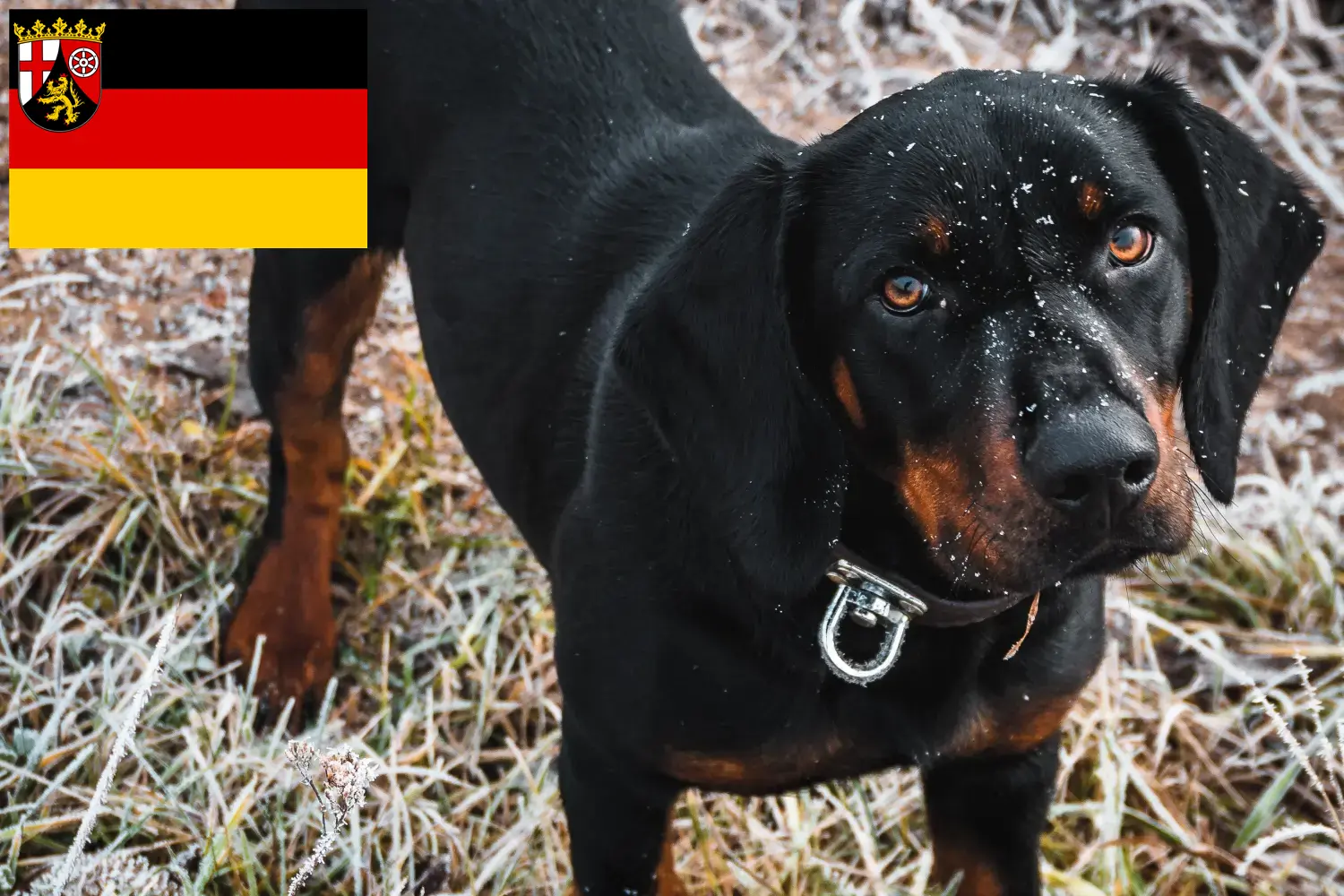 Read more about the article Slovenský kopov breeders and puppies in Rhineland-Palatinate