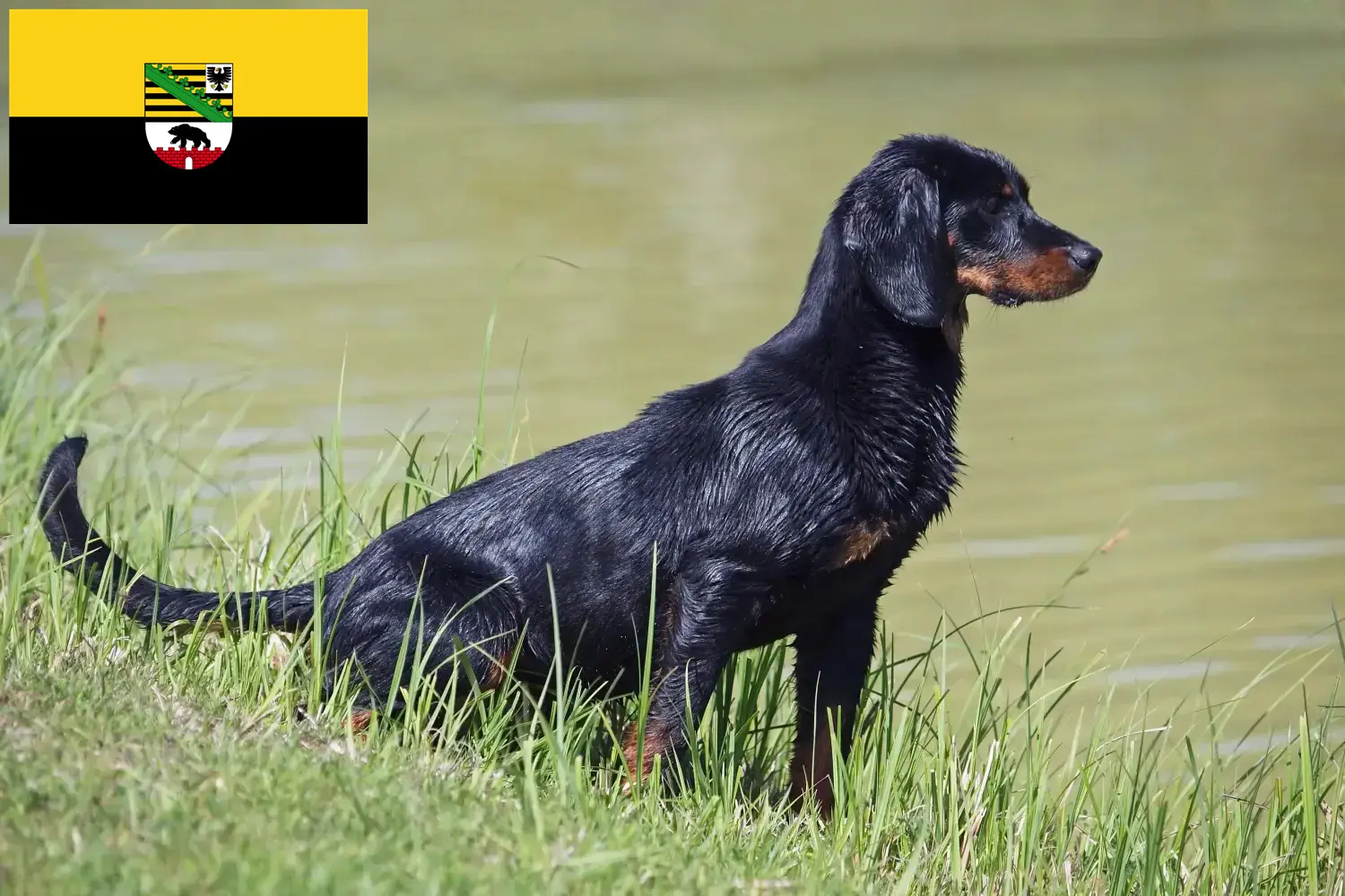 Read more about the article Slovenský kopov breeders and puppies in Saxony-Anhalt