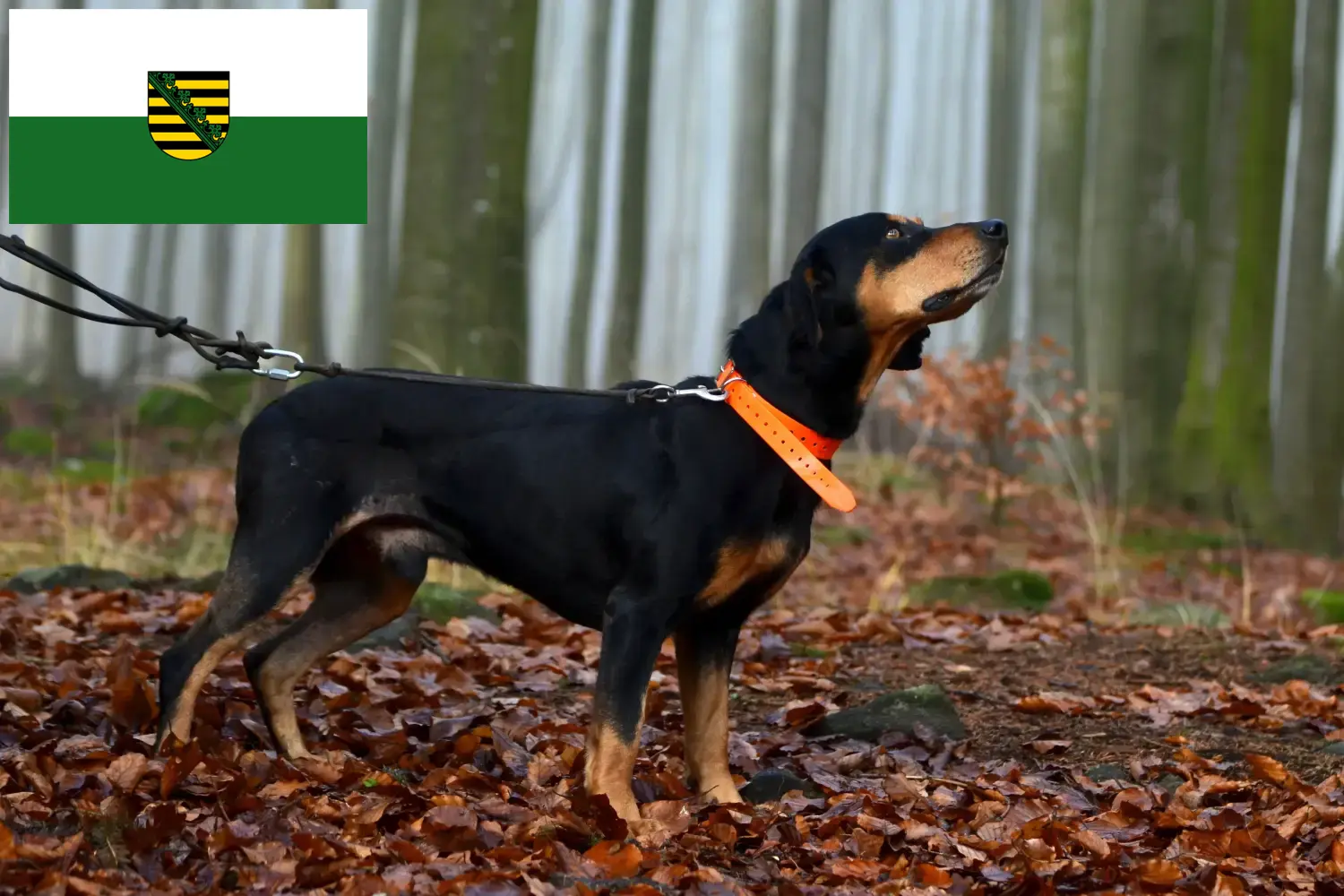 Read more about the article Slovenský kopov breeders and puppies in Saxony