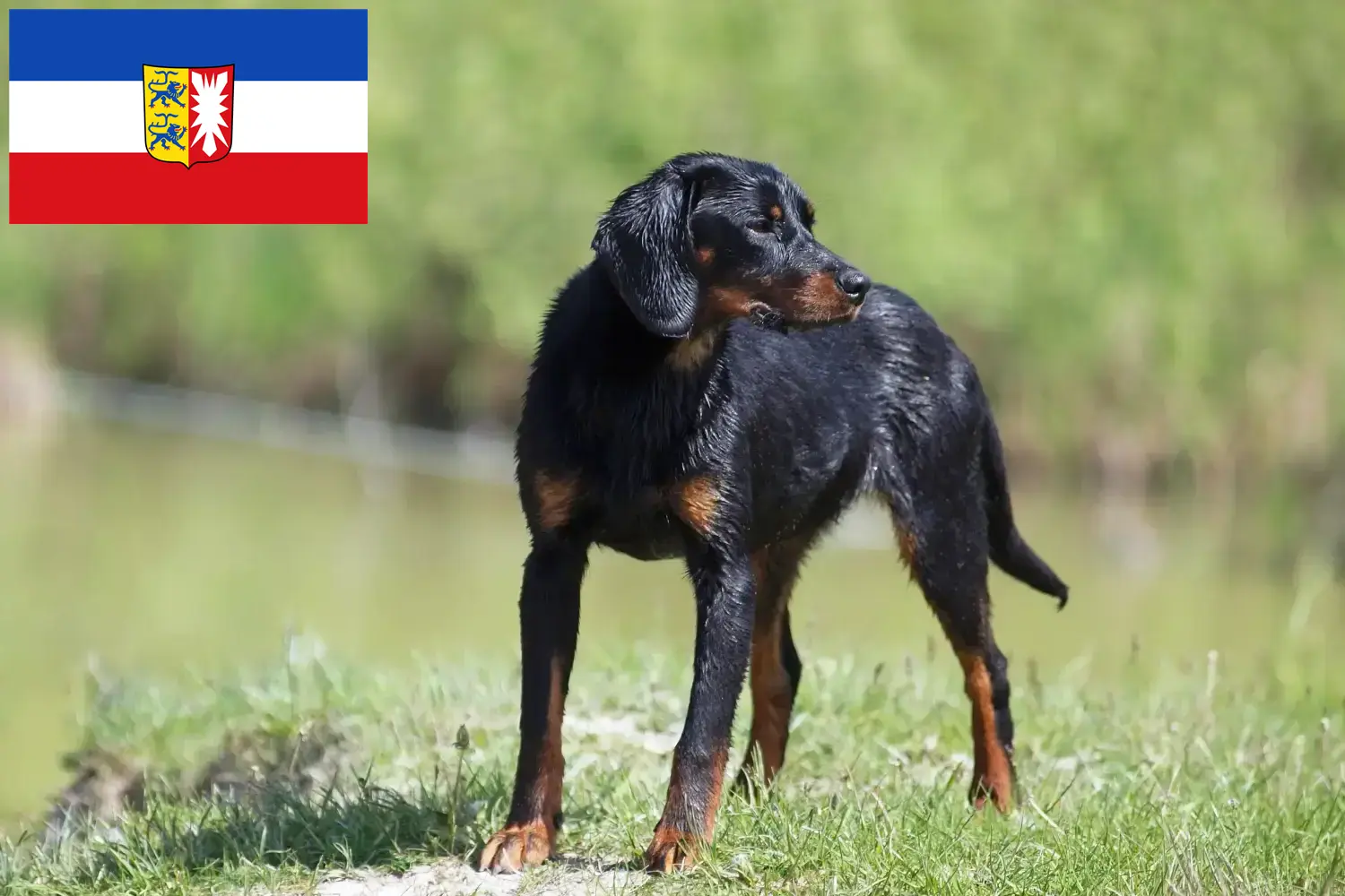 Read more about the article Slovenský kopov breeders and puppies in Schleswig-Holstein