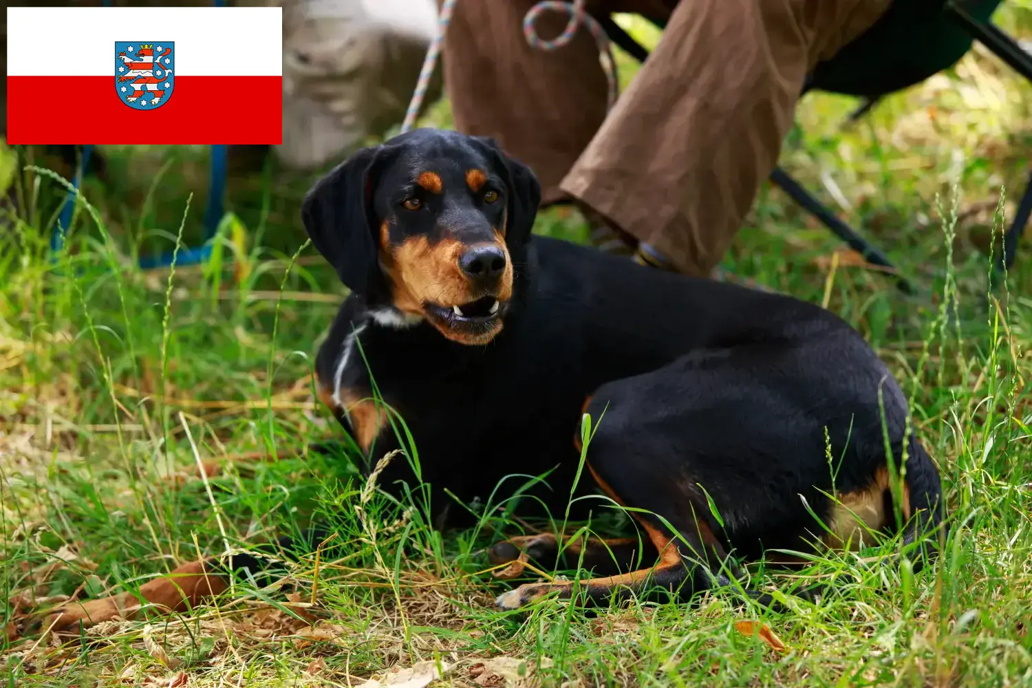 Read more about the article Slovenský kopov breeders and puppies in Thuringia