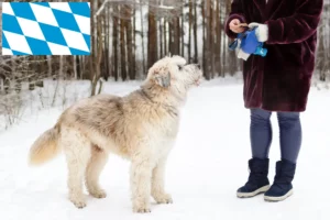 Read more about the article South Russian Ovtcharka breeder and puppies in Bavaria