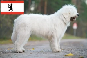 Read more about the article South Russian Ovtcharka breeder and puppies in Berlin
