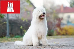 Read more about the article South Russian Ovtcharka breeder and puppies in Hamburg